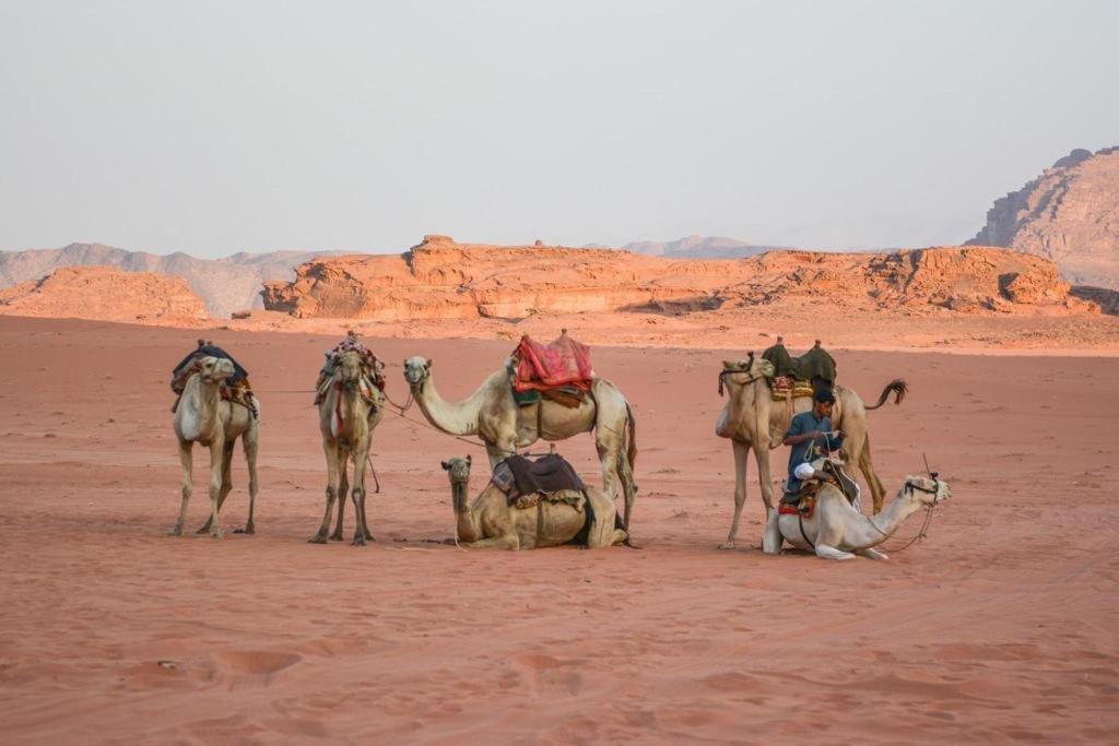 Desert Shine Camp Wadi Rum Exterior foto